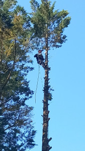 Photo de galerie - Abattage d'un arbre de 30 m