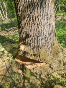 Photo de galerie - Abattage en Forêt 