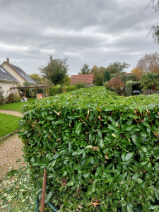 Photo de galerie - Taille de haie Laurier Après 