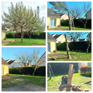 Photo de galerie - Elagage et coupe d'arbres