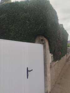Photo de galerie - Taille de haies avec enlèvement de déchet 
