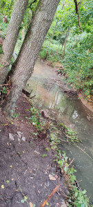 Photo de galerie - Elagage et coupe d'arbres