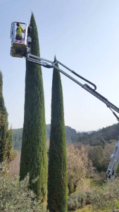 Photo de galerie - Taille des cyprés de provence  [nacelle]