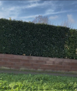 Photo de galerie - Taille de haies et d'arbustes