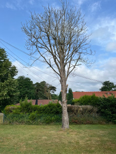 Photo de galerie - Elagage et coupe d'arbres