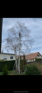 Photo de galerie - Elagage et coupe d'arbres