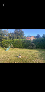 Photo de galerie - Taille de haies et d'arbustes