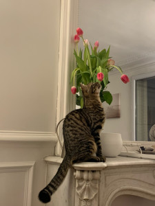 Photo de galerie - Voici mon chat Cali, elle a 2 ans.