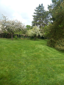 Photo de galerie - Tonte de pelouse