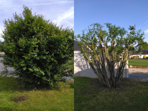 Photo de galerie - Taille de remise en forme d'un Prunus