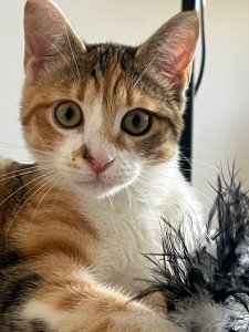 Photo de galerie - Garde chat