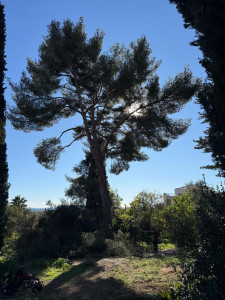 Photo de galerie - Elagage et coupe d'arbres