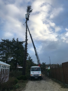 Photo de galerie - Abattage avec Nacelle 