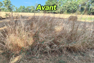 Photo de galerie - Tonte de pelouse - Débroussaillage