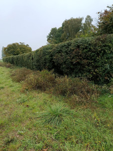 Photo de galerie - Après (rabattage d'une haie de pyracantha )