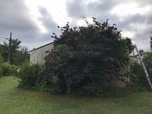 Photo de galerie - Tonte de pelouse - Débroussaillage