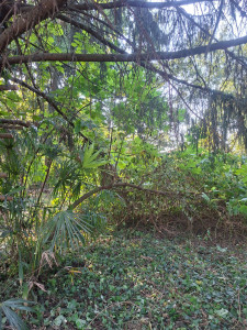 Photo de galerie - Elagage et coupe d'arbres
