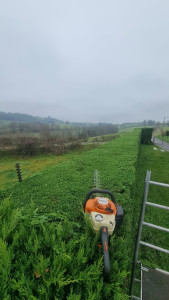 Photo de galerie - Taille de haie 