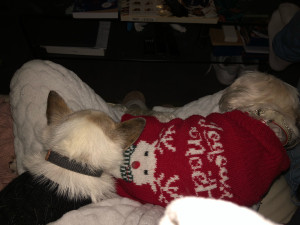 Photo de galerie - Un Chiwawa en garde qui était insociable avec les autres . j ai réussi à lui faire aimer les autres copains et copines ! 