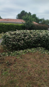 Photo de galerie - Taille de haies et d'arbustes