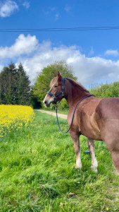 Photo de galerie - Garde chevaux avec soins 