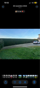 Photo de galerie - Taille haie de thuyas 