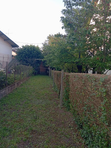 Photo de galerie - Taille de haies ( troènes )