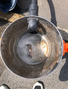 Photo de galerie - Intervention en urgence dans le 91 pour une canalisation bouché rat sortie à l’aide d’un aspirateur et nettoyage de canalisations 