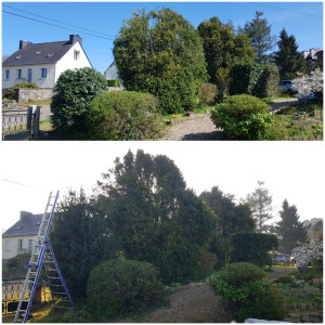 Photo de galerie - Taille de petits arbustes et d'un buis de 6 m de haut