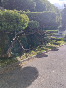 Photo de galerie - Taille de haies et d'arbustes 