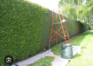 Photo de galerie - Taille de haie 