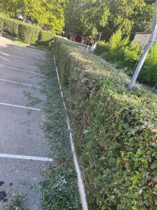 Photo de galerie - Taillage-tonte-débroussaillage n’hésitez pas pour tous chantier d’espaces vert.