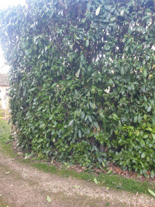 Photo de galerie - Taille de haie lauriers 