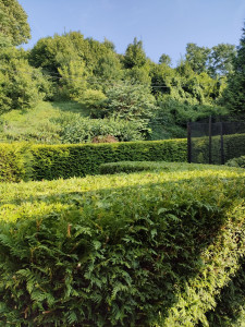 Photo de galerie - Taille de haie et tontes de jardin 
