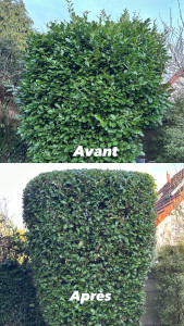 Photo de galerie - Taille de laurier, palmes