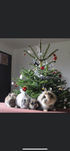 Photo de galerie - Garde animaux