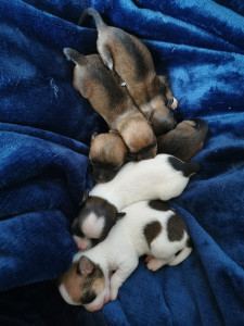 Photo de galerie - Je sais aussi m'occuper des nouveaux nés.  j'ai une portée de 5 magnifiques chihuahuas. Les soins aux chiots n'ont presque plus de secret pour moi. ils ont maintenant 8 semaines. 