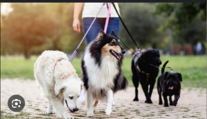 Photo de galerie - J’adore les animaux je serai ravis de les promener jouer avec eux leur faire des câlins 