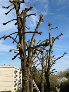 Photo de galerie - Elagage de tilleuls