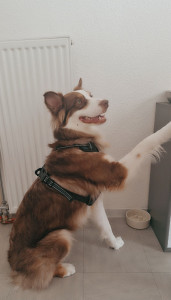Photo de galerie - Garde chien