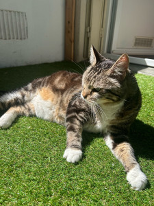 Photo de galerie - Garde d’un chat âgé de 10 ans pour un week-end de 3 jours