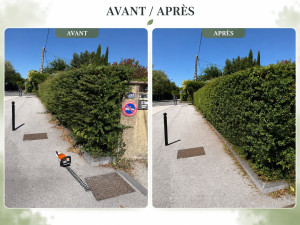 Photo de galerie - Entretien d’une haie de Pyracantha : mise en forme et nettoyage des abords