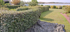 Photo de galerie - Avant la taille de haie 