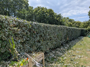 Photo de galerie - Taille de haie