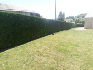 Photo de galerie - Taille de haie 