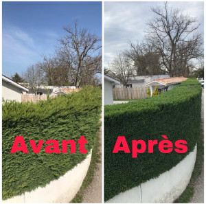 Photo de galerie - Taille de haies et d'arbustes