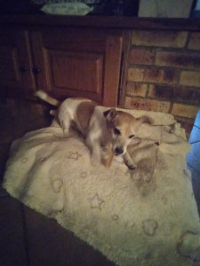 Photo de galerie - Garde chien