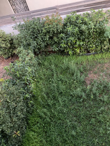 Photo de galerie - Jardin en bas de mon immeuble 