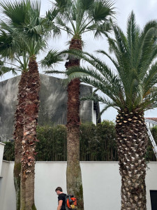 Photo de galerie - émondage washingtonia