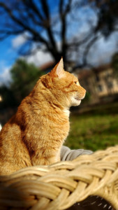 Photo de galerie - A votre domicile: balades, jeux, repas, entretien litière....